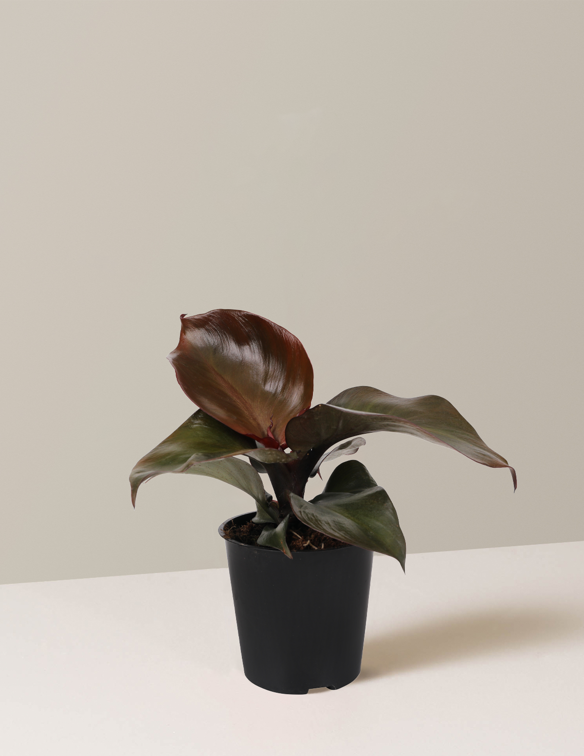Philodendron Red Heart