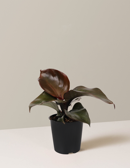 Philodendron Red Heart