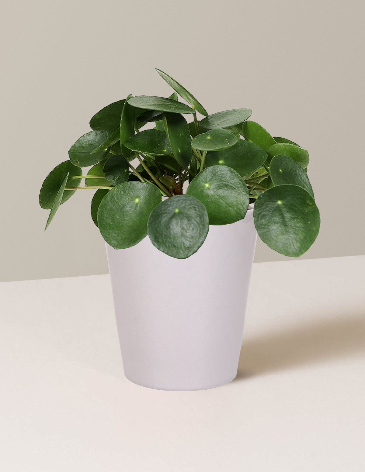house plants with circle leaves Pilea Peperomioides