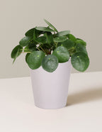 Pilea Peperomioides