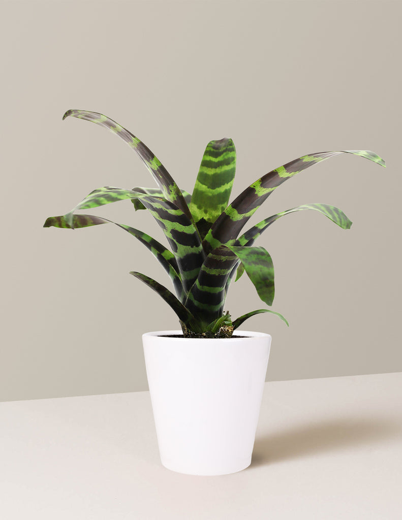 plant bromeliads indoor Bromeliad Splenriet | Flowering Houseplants for Delivery