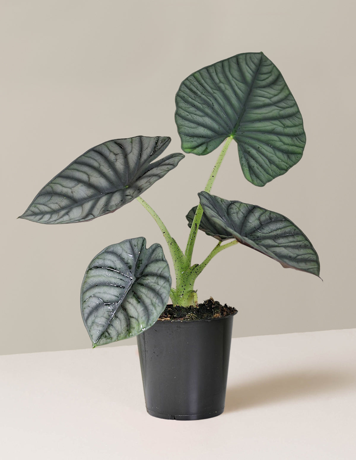 bundle | Small | Grow Pot