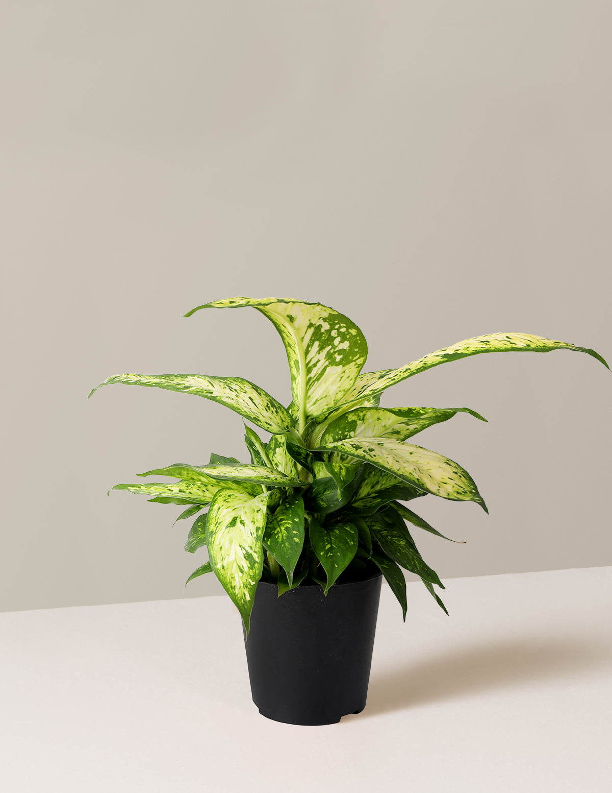 bundle | Small | Grow Pot