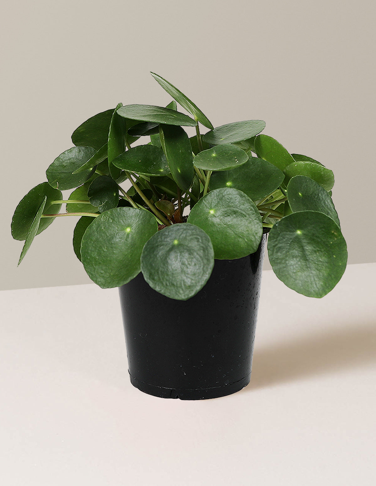 bundle | Small | Grow Pot