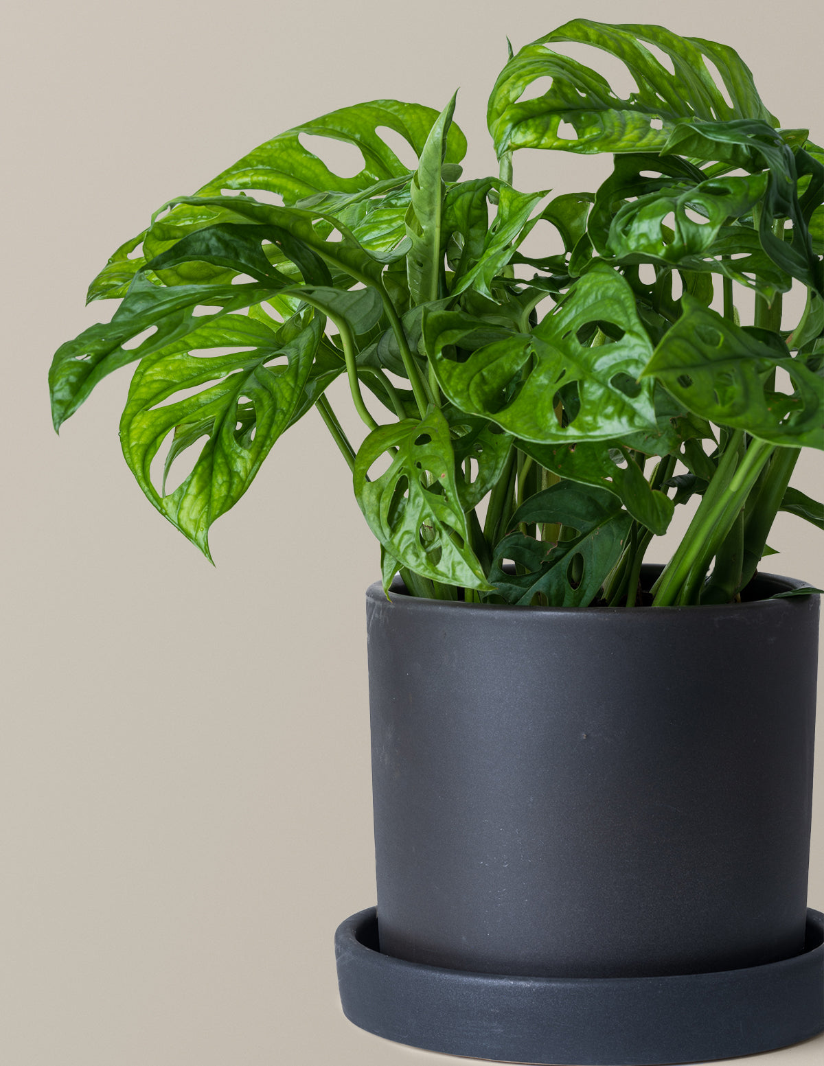 monstera adansonii fast growing Monstera Adansonii