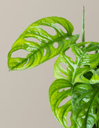 Monstera Adansonii
