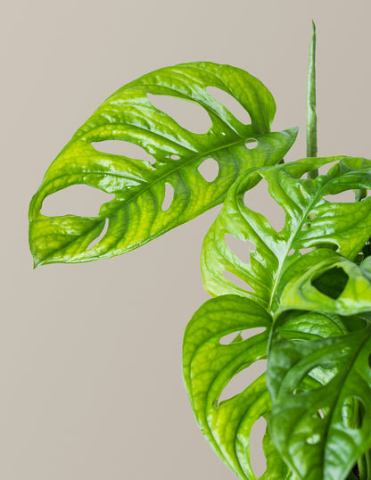 Monstera Adansonii