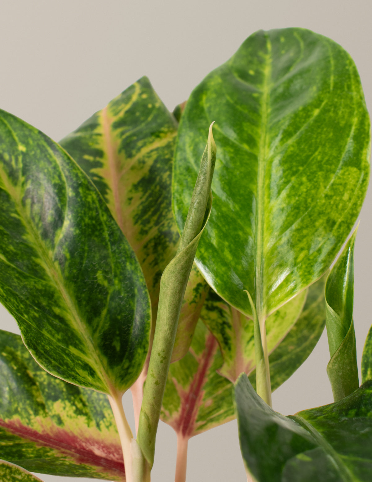 aglaonema singapore Aglaonema Green Papaya