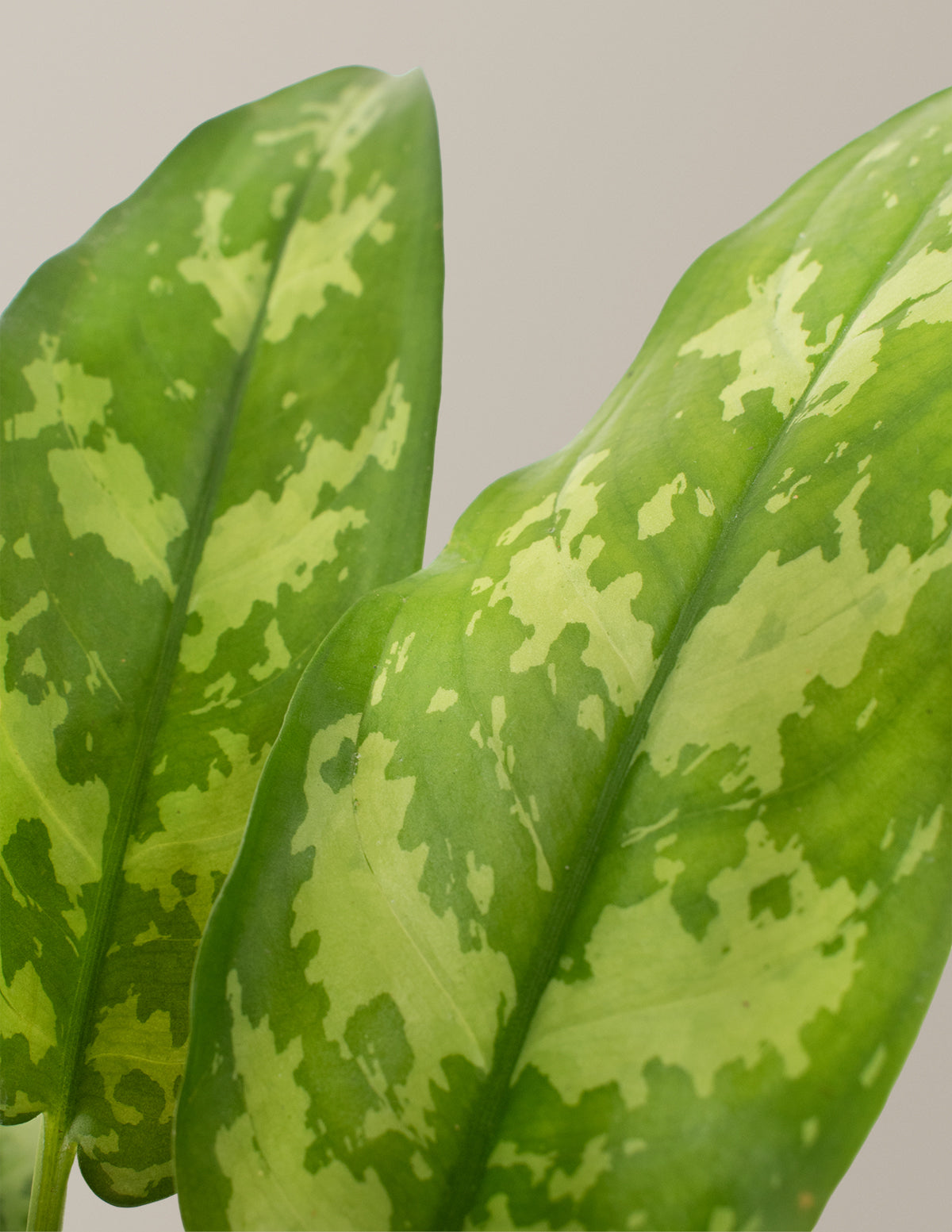 aglaonema maria Aglaonema Maria | Unique and Rare Houseplants for Delivery