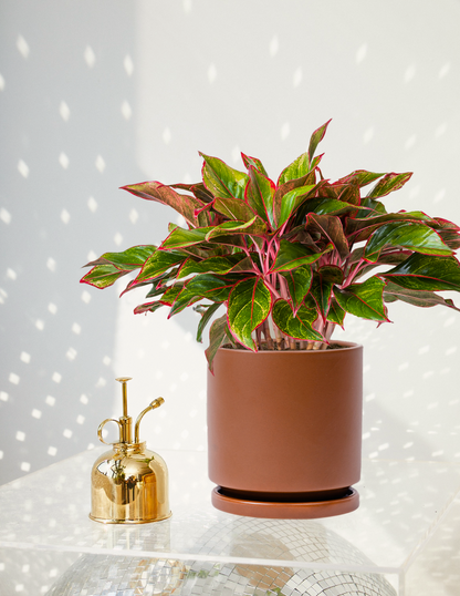 aglaonema siam oakland nursery The Sill Aglaonema Siam Houseplants, Medium in Black