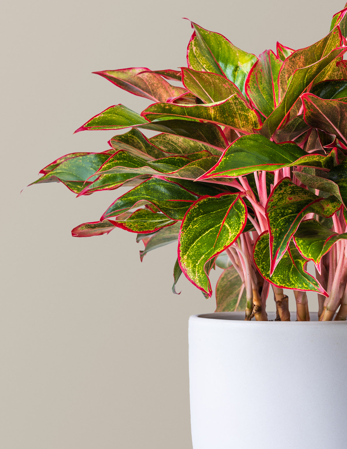 aglaonema red siam plant care Aglaonema Siam
