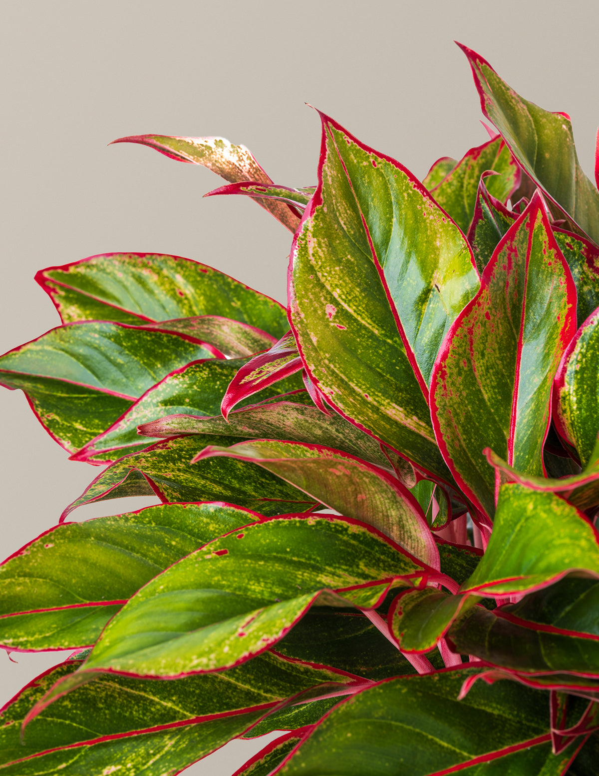 red siam aurora aglaonema The Sill Aglaonema Siam Houseplants, Medium in Black