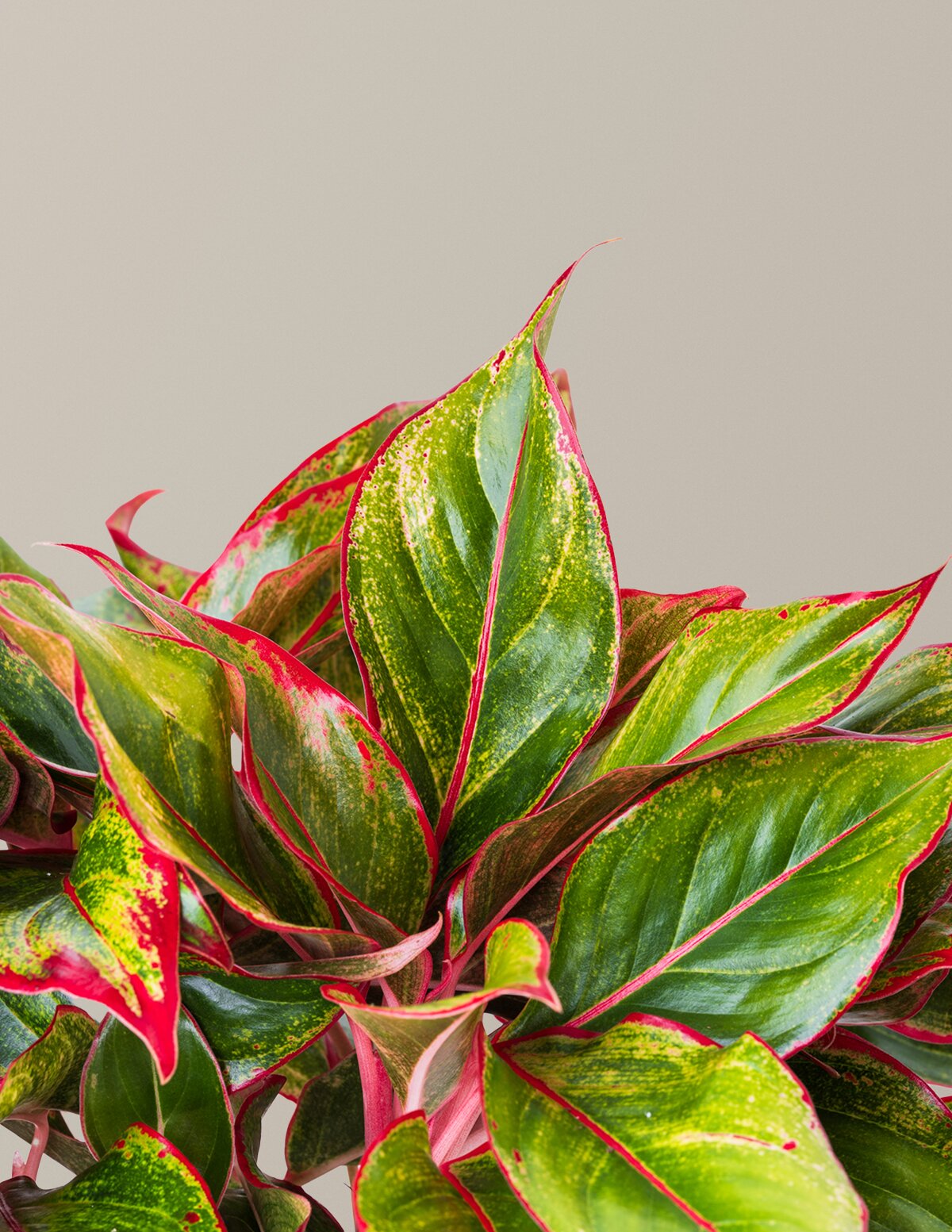 lipstick aglaonema plant The Sill Aglaonema Siam Houseplants, Medium in Black