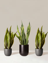 bundle | Medium/Large | Pallas/Grant | Black