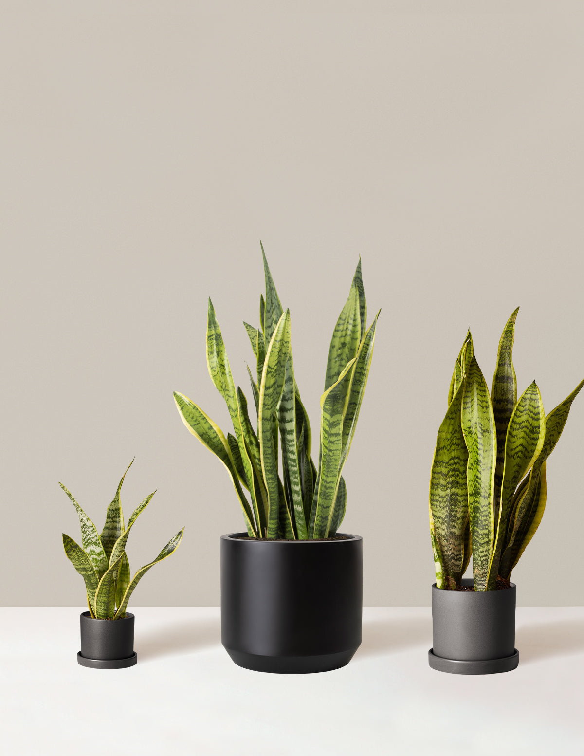 air purifier vs indoor plants Air Purifying Trio Houseplants with Planter - Medium/Large Top Half Dusty Rose/Dusty Rose Planters