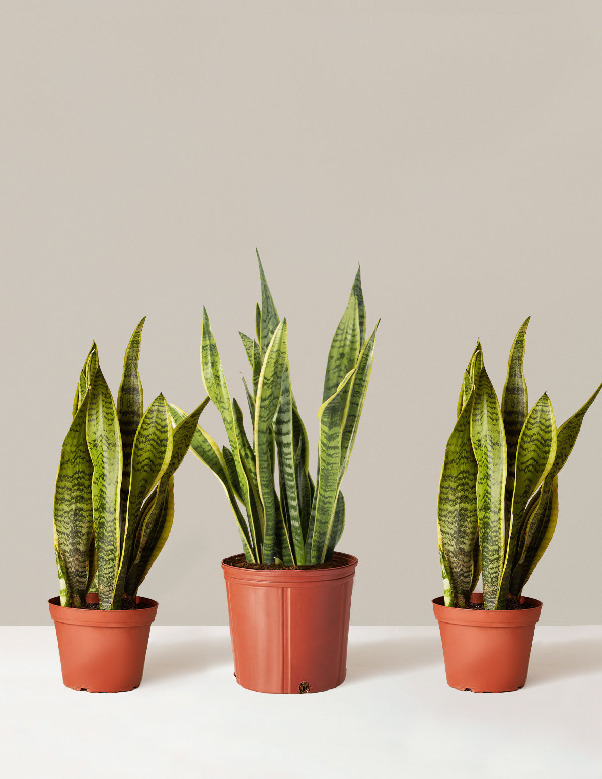 Air Purifying Trio Houseplants with Planter - Medium/Large Top Half Dusty Rose/Dusty Rose Planters