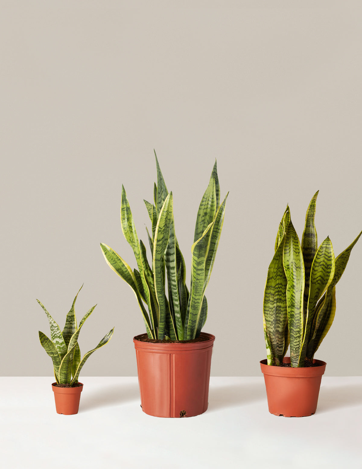 Air Purifying Trio Houseplants with Planter - Medium/Large Top Half Dusty Rose/Dusty Rose Planters