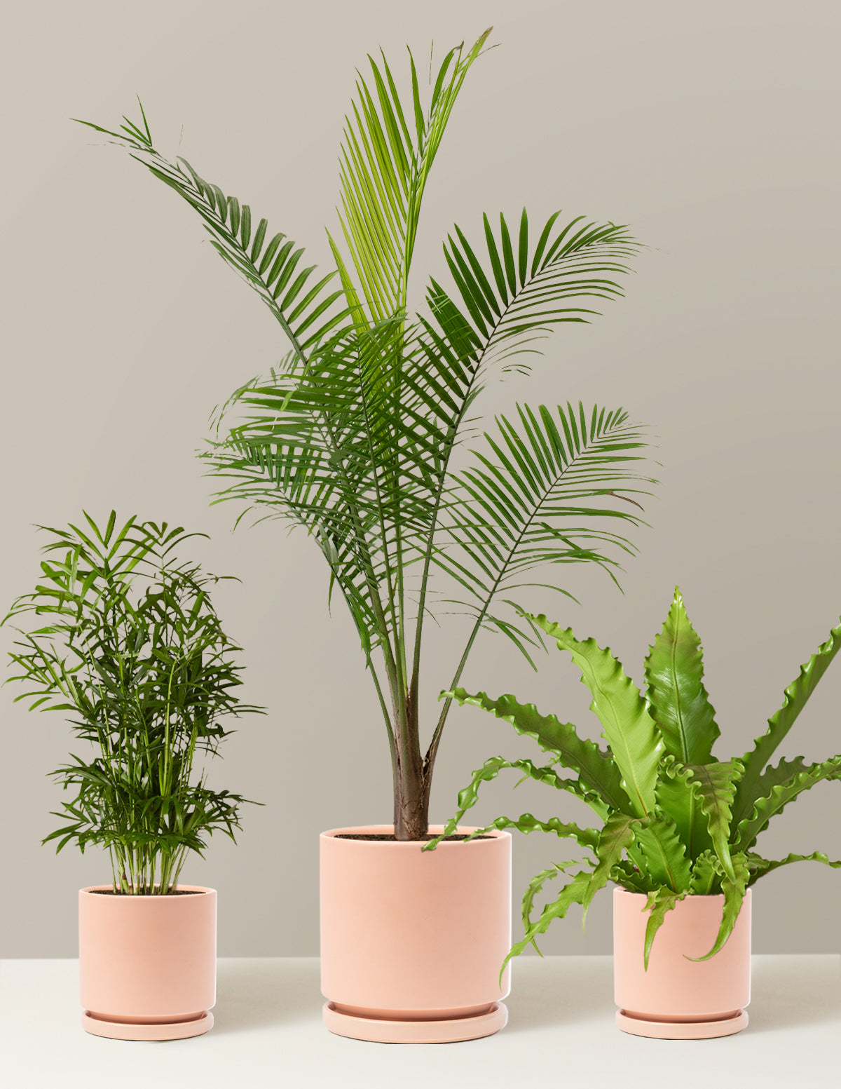 New Digs Pet Friendly Plant Trio