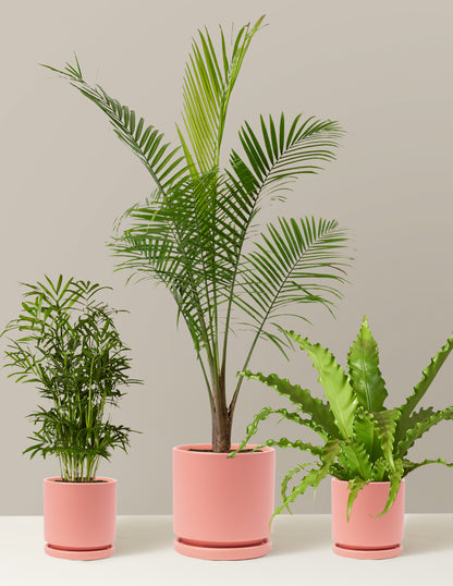 New Digs Pet Friendly Plant Trio