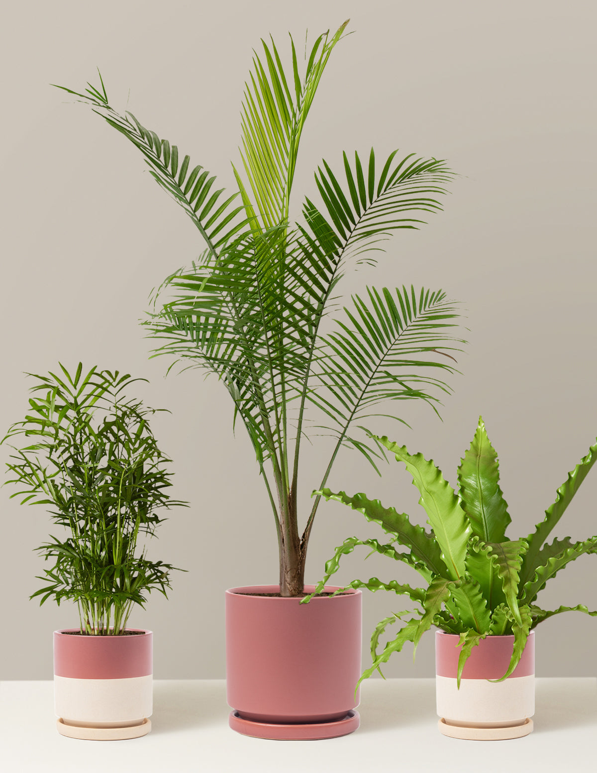 New Digs Pet Friendly Plant Trio