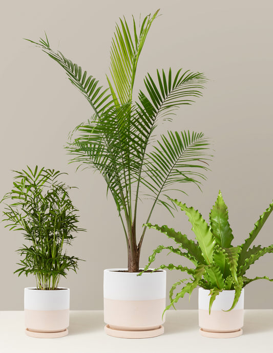 New Digs Pet Friendly Plant Trio