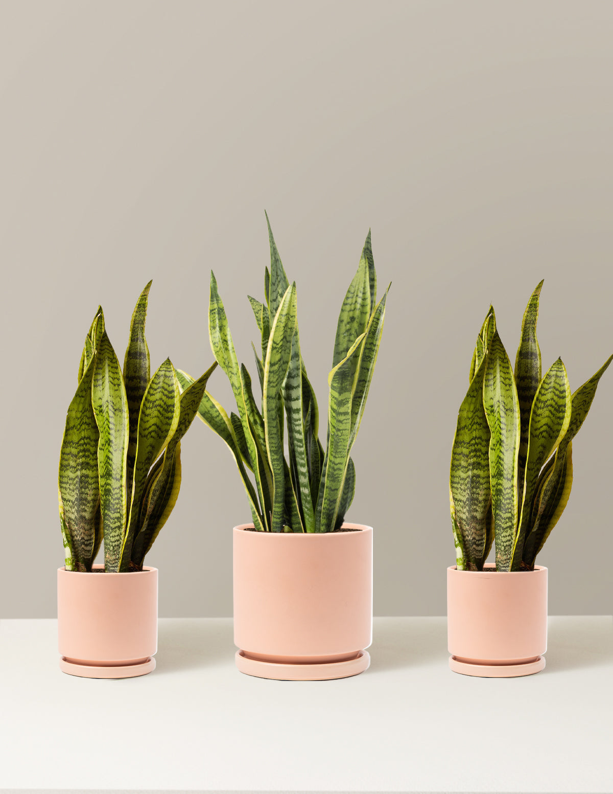 air purifying plant bundle Air Purifying Trio Houseplants with Planter - Medium/Large Blush Planters