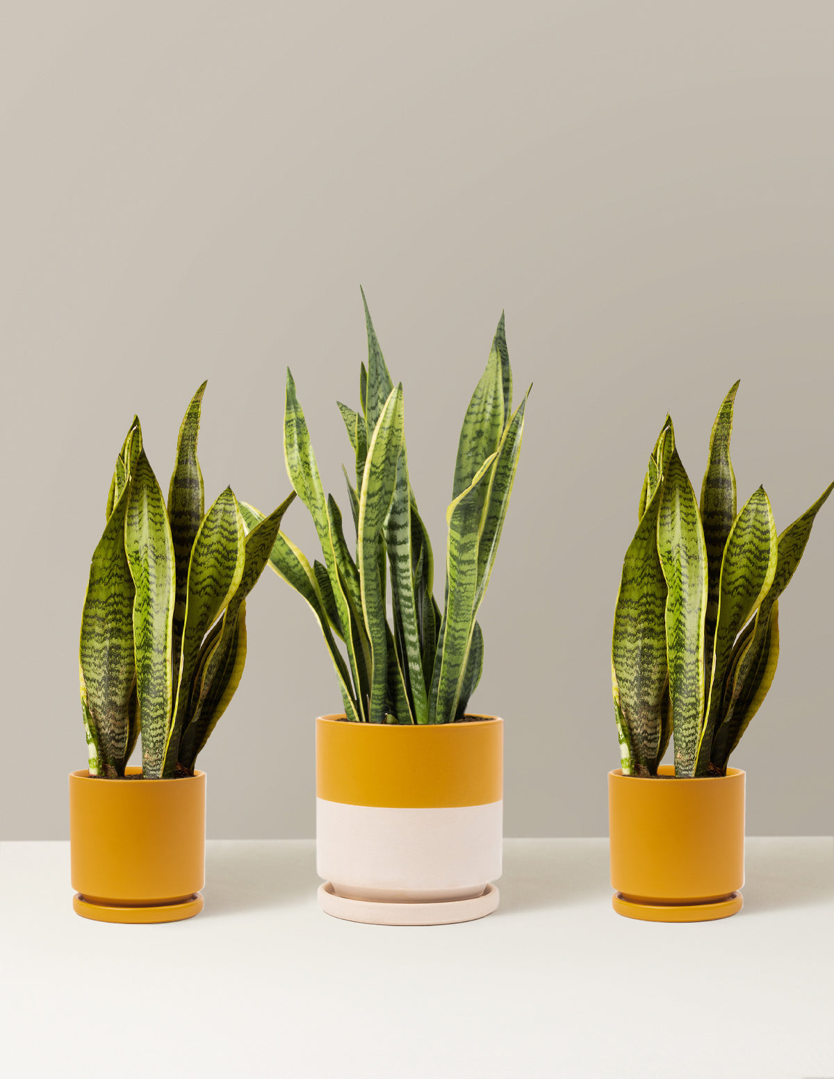 top 3 air purifying plants Air Purifying Trio Houseplants with Planter - Medium/Large Top Half Mustard/Mustard Planters