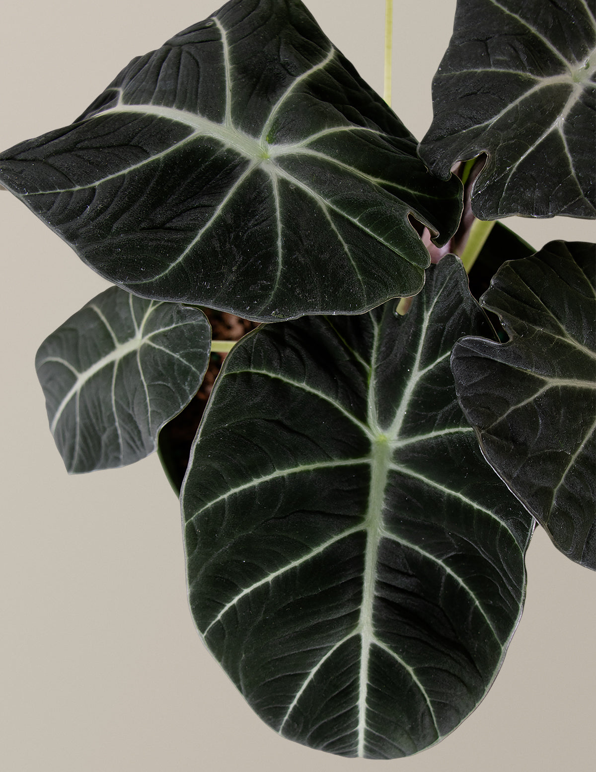 Alocasia 'Black Velvet' | Tropical Houseplants for Delivery