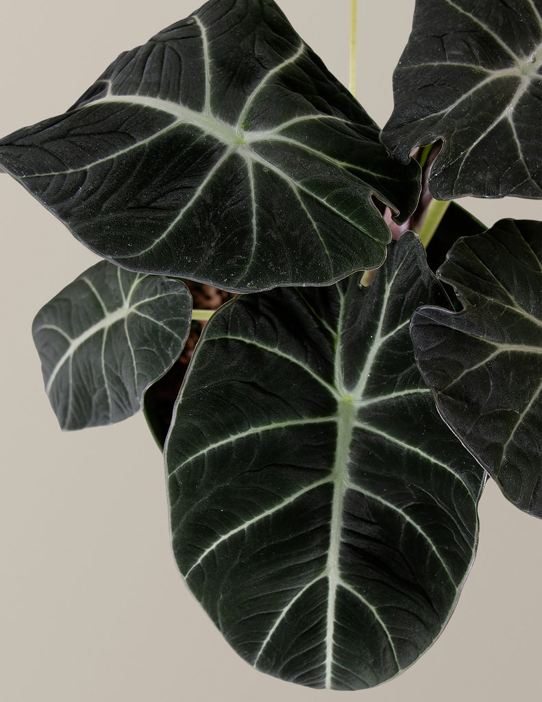 Alocasia Black Velvet