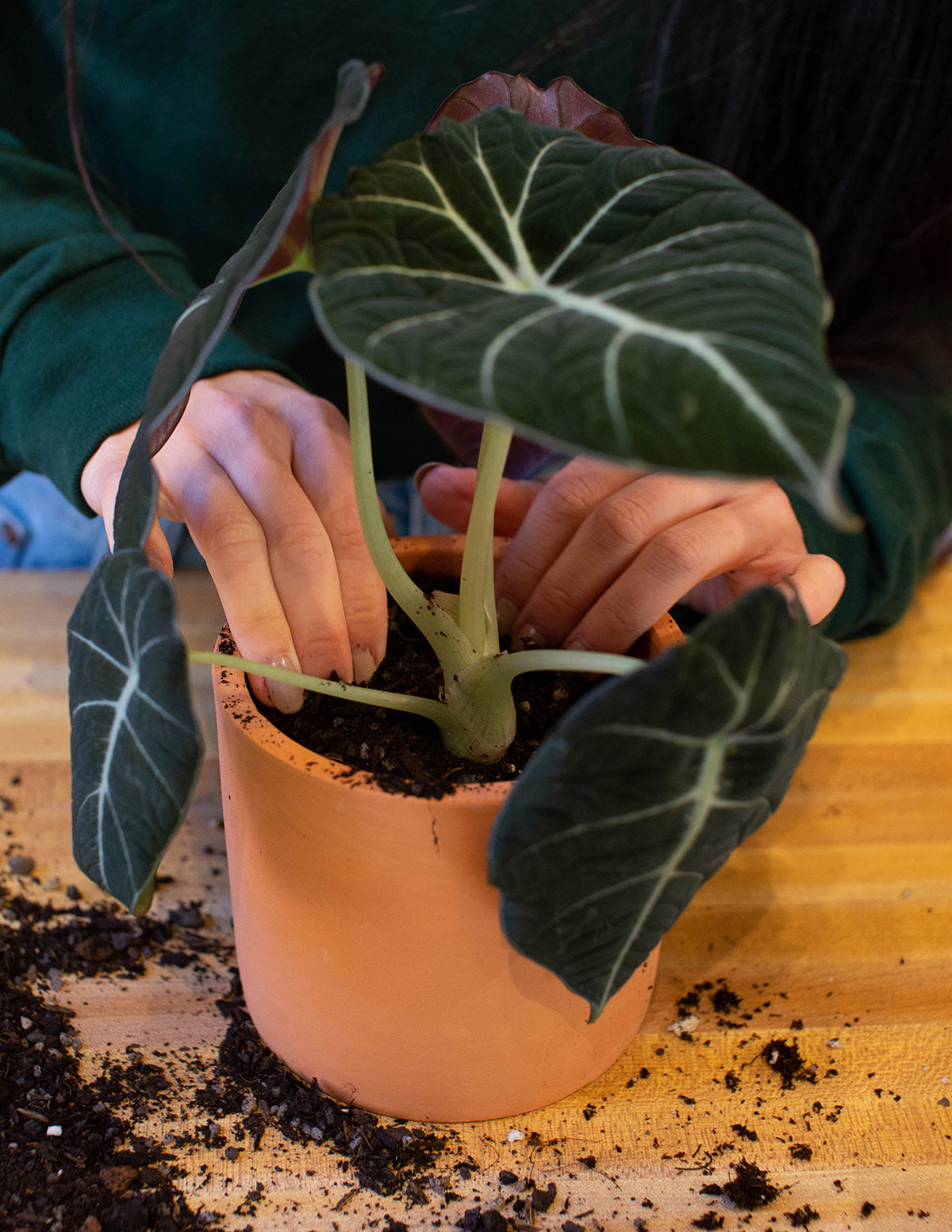 Alocasia 'Black Velvet' | Tropical Houseplants for Delivery