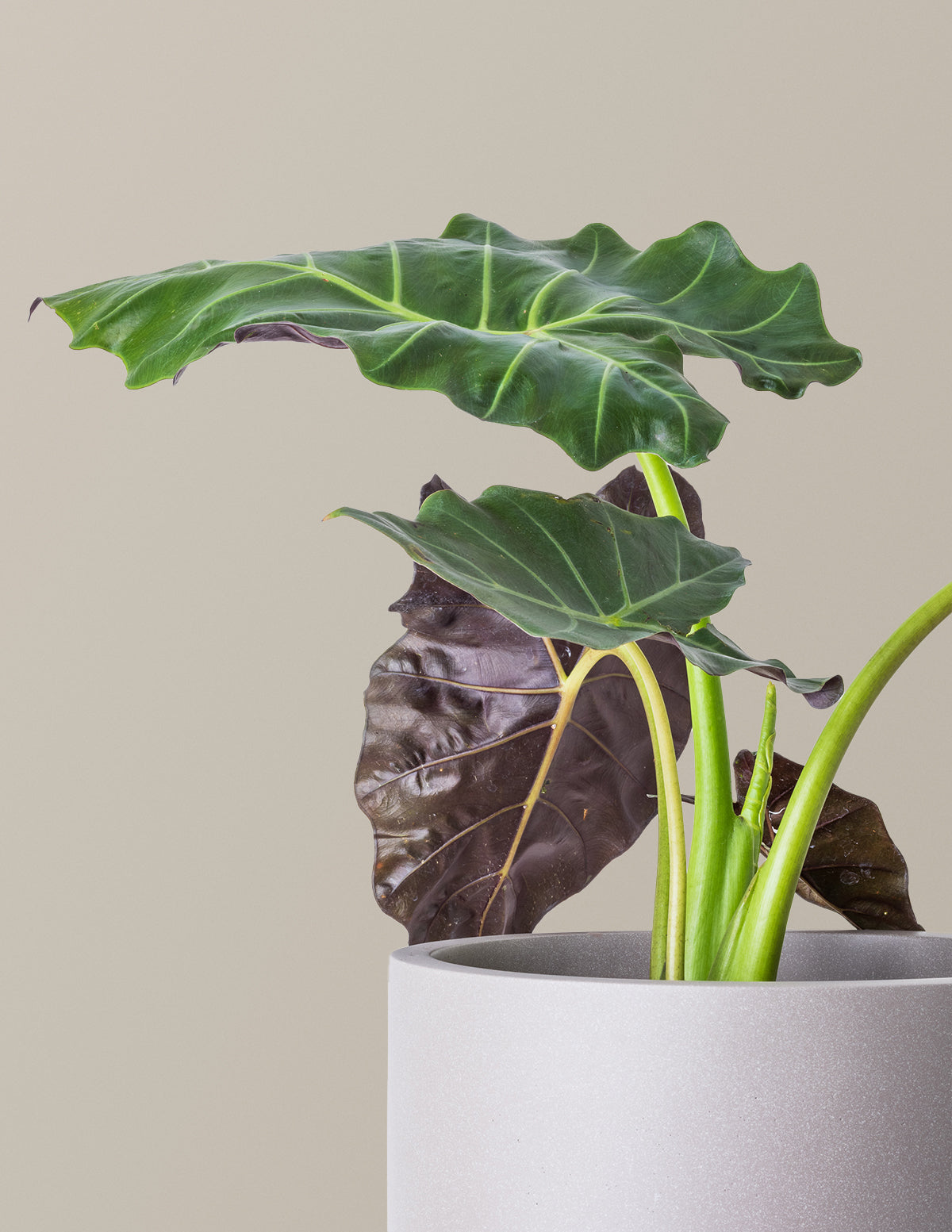 mayan mask elephant ear plant Mayan Mask Alocasia
