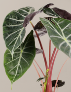 Alocasia Pink Princess