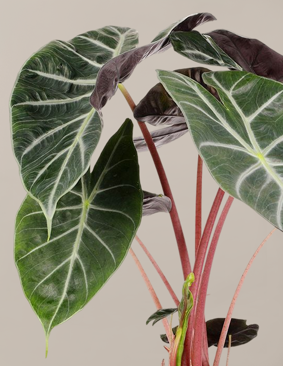 Alocasia Pink Princess