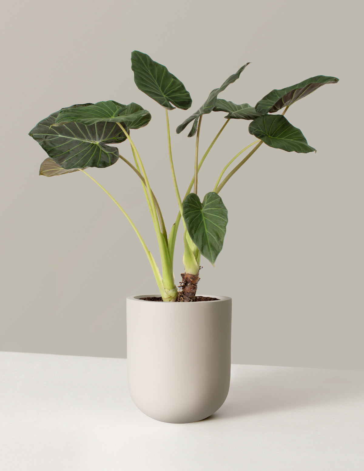 Large Alocasia Regal Shield