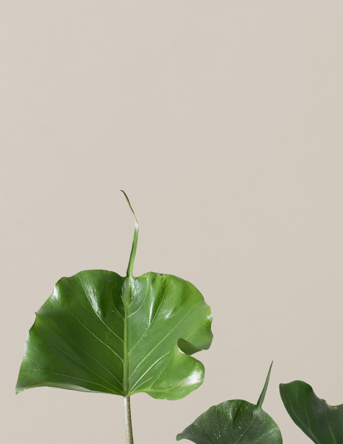Alocasia Stingray