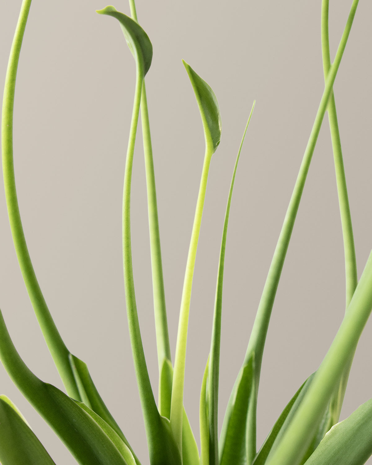 Alocasia Tiny Dancer