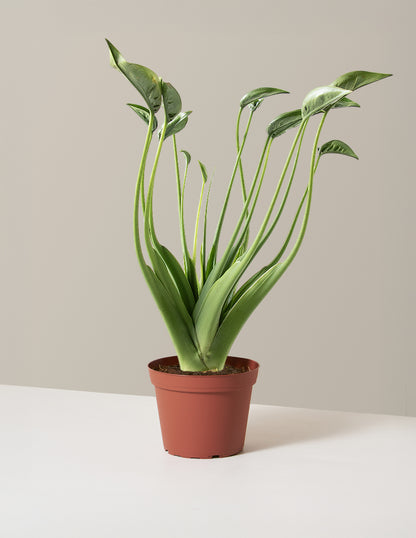 tiny dancers elephant ear plant height Alocasia Tiny Dancer