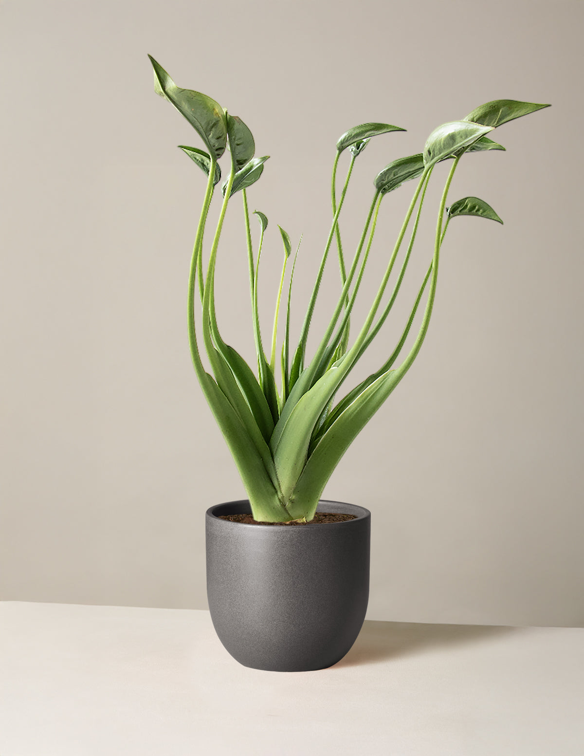 philodendron tiny dancer Alocasia Tiny Dancer
