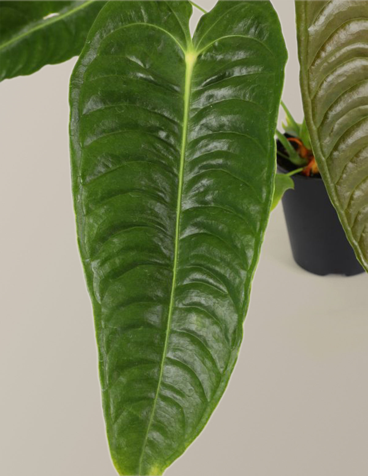 the sill anthurium Anthurium Veitchii