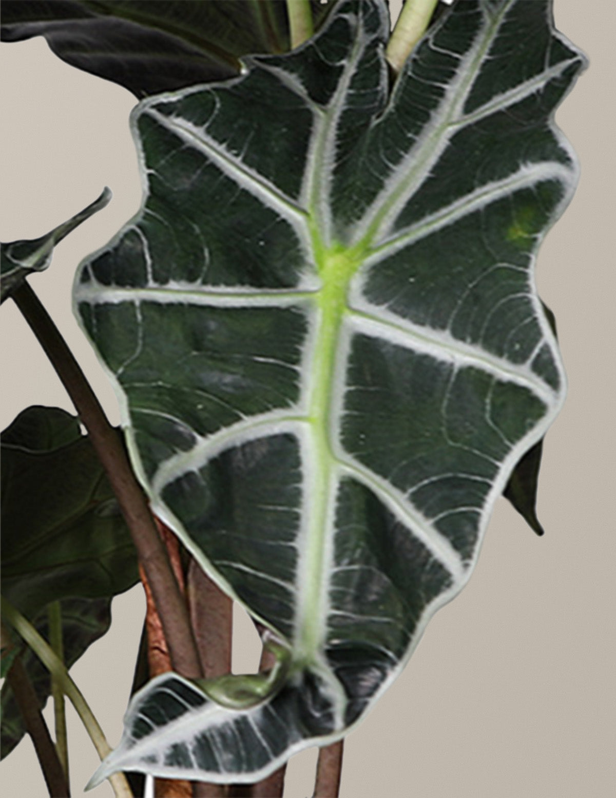 alocasia amazonica pflege Alocasia Amazonica