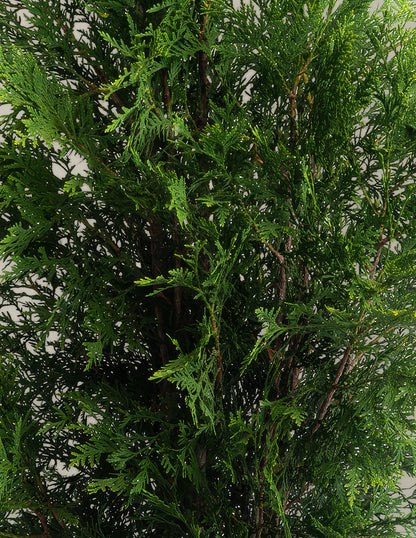 American Pillar Thuja