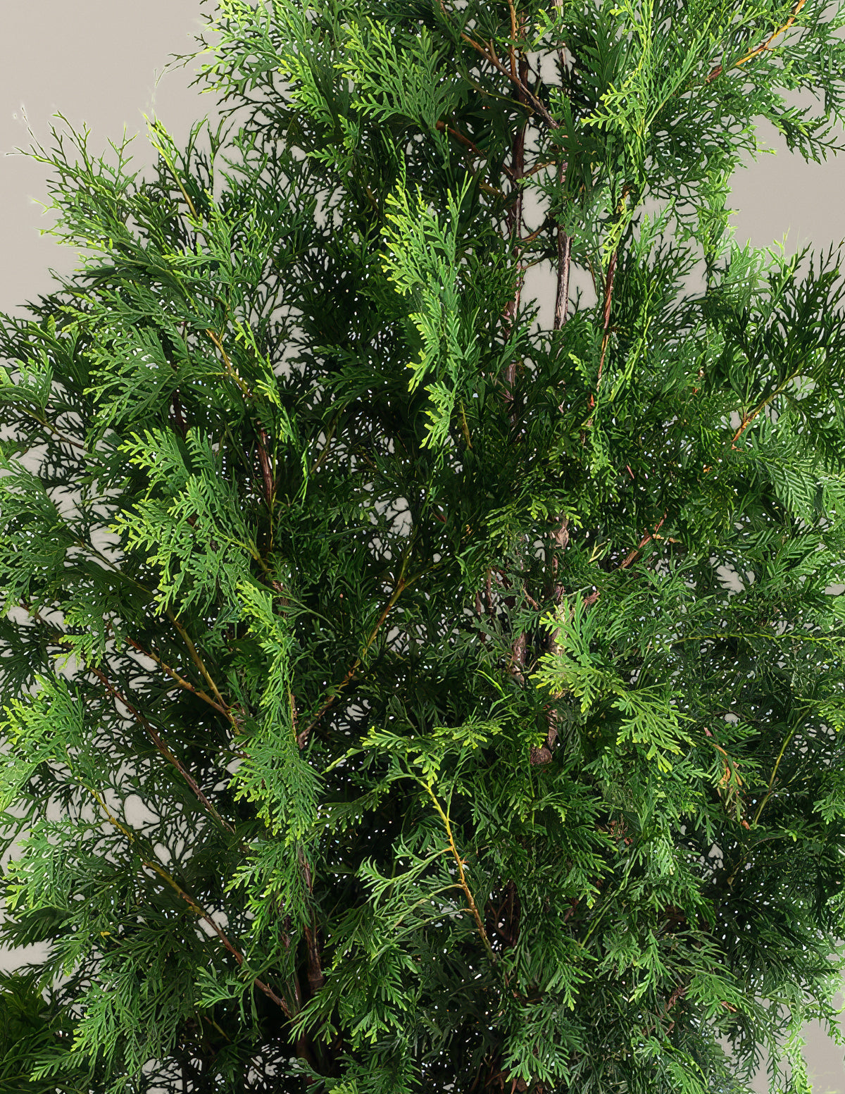 American Pillar Thuja