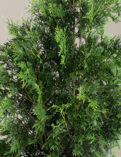 American Pillar Thuja