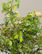 Apricot Drift® Rose