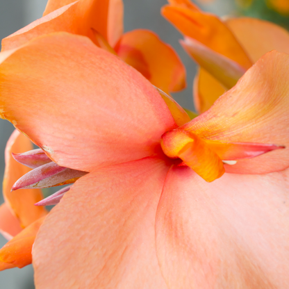Apricot Frost Canna Lily Bulbs