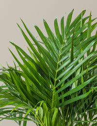 Areca Purifying Palm