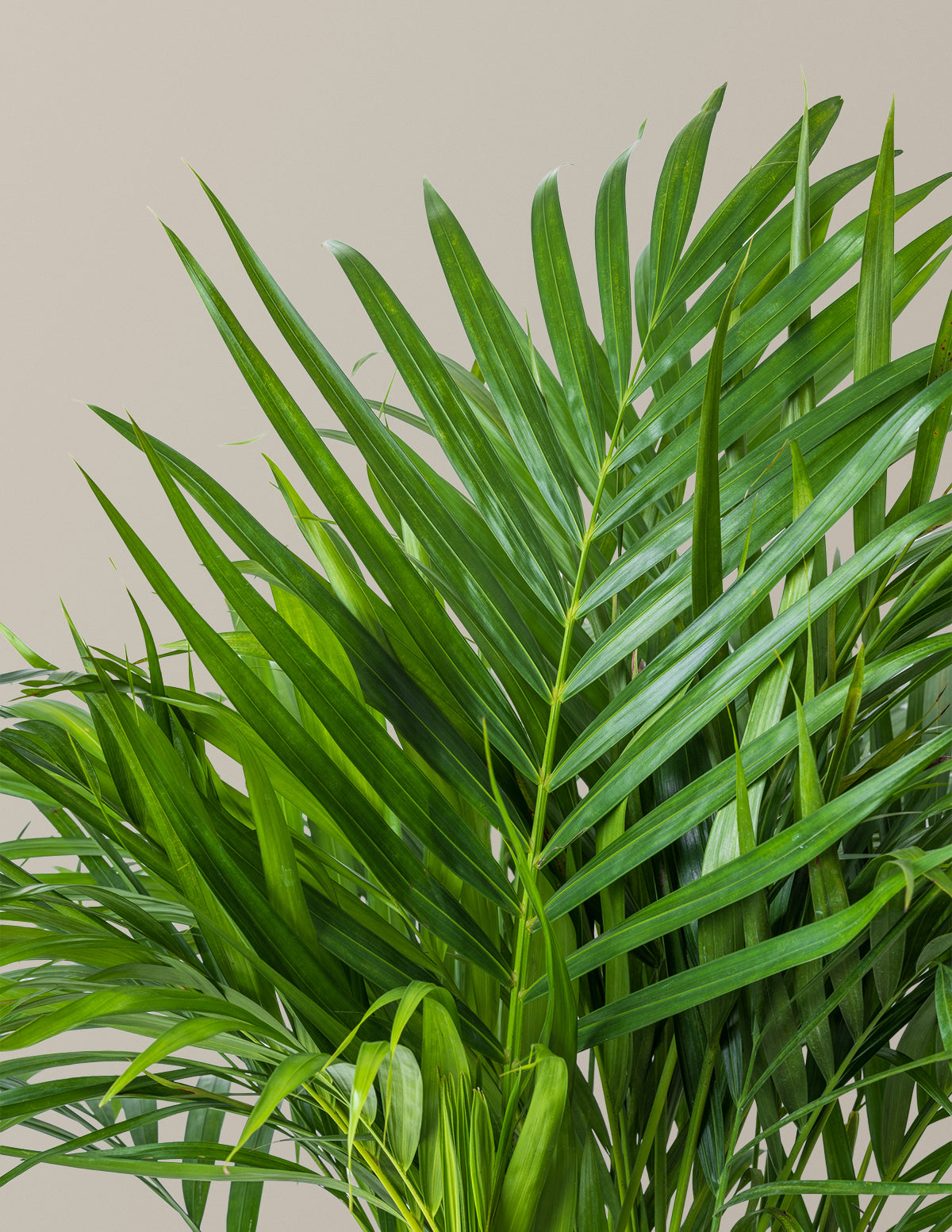 areca palm easy care indoor plant The Sill Areca Palm 6 in. Houseplants in Green