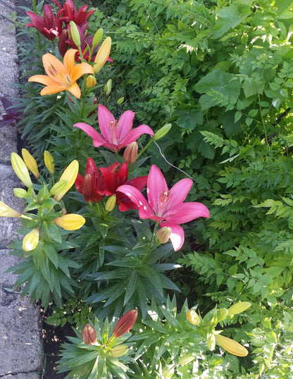 Red Highland Asiatic Lily Bulbs