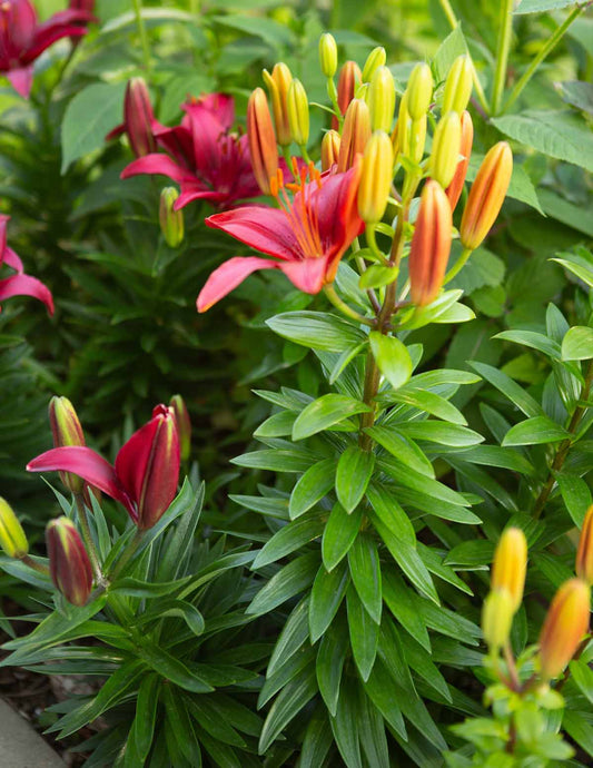 Asiatic Lily Bulb Mix