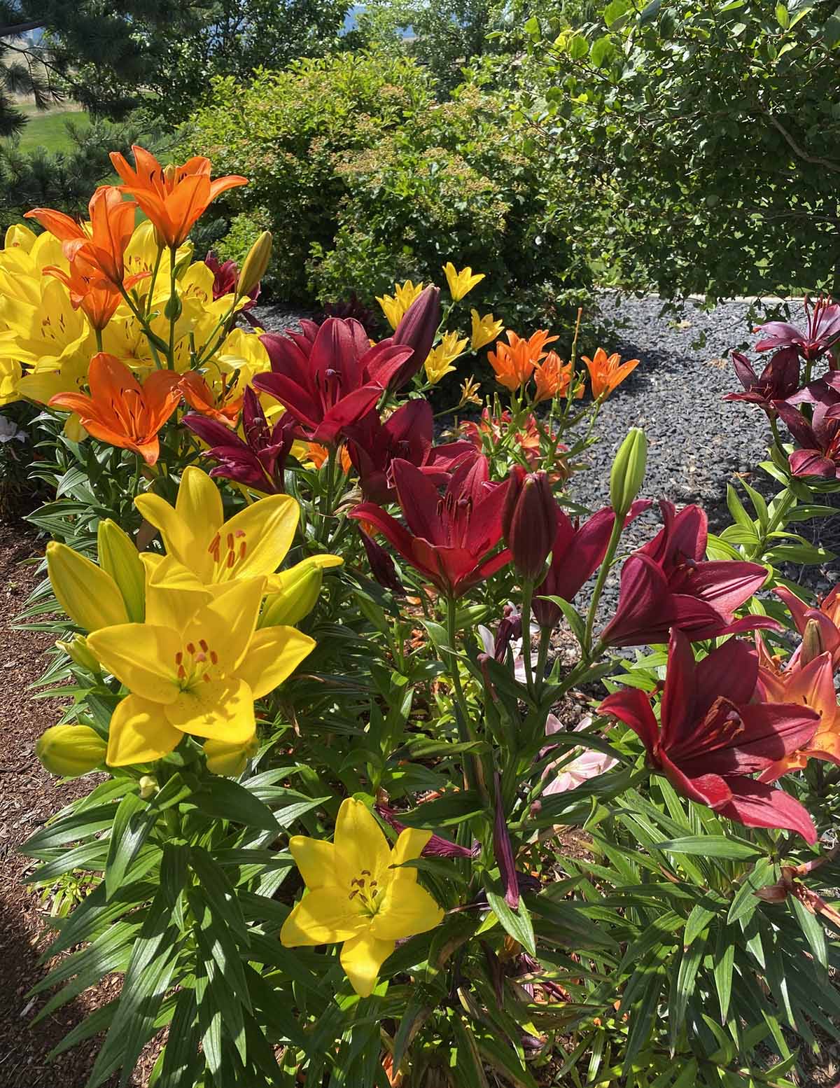 Red Highland Asiatic Lily Bulbs